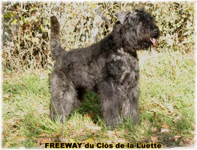 © Elevage specialisé pour le bouvier des flandres du Clos de la luette ©